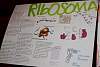 exposicion_biologia_bach201511.jpg