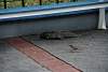kermesse_sixflags2017378.jpg