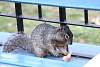 kermesse_sixflags2017385.jpg