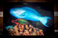 30012019atlantis_mike_expo201999.jpg