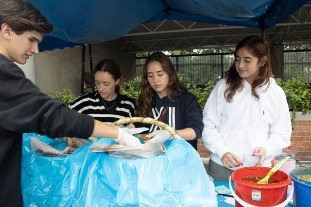 Ir a la Siguiente Foto