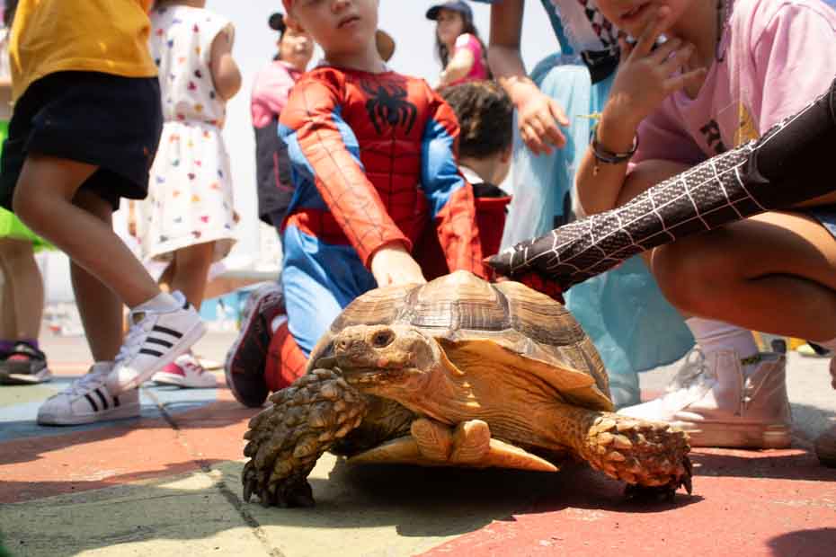 Ir a la Siguiente Foto