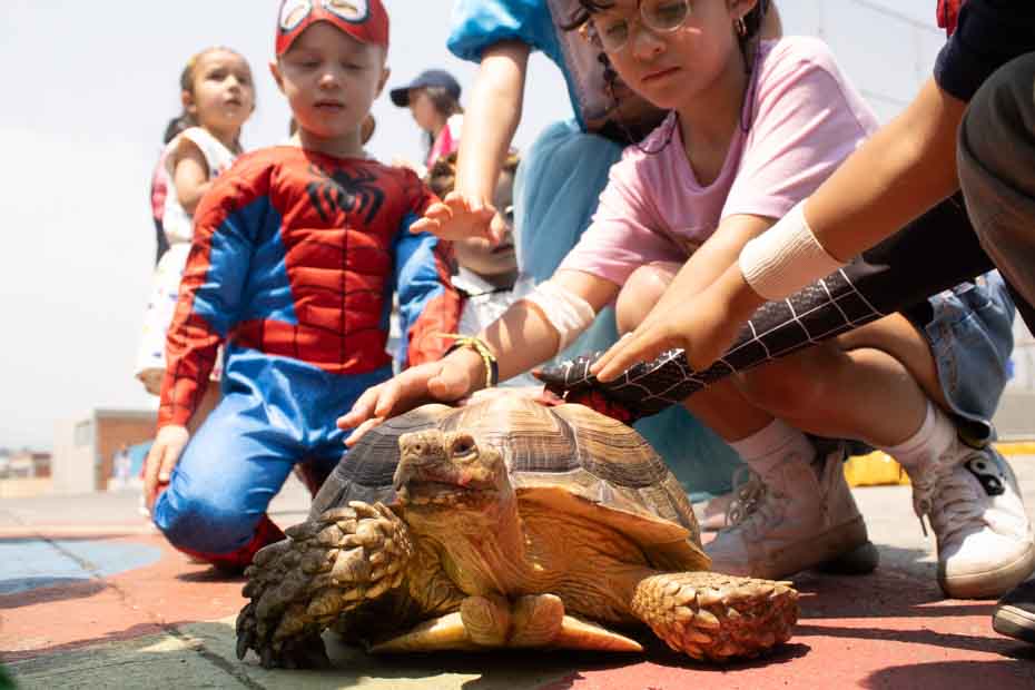 Ir a la Siguiente Foto