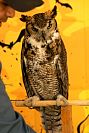 31102023halloween_preescolar2023145.jpg