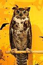 31102023halloween_preescolar2023150.jpg