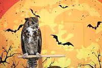 31102023halloween_preescolar20233.jpg