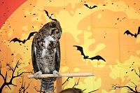 31102023halloween_preescolar20234.jpg