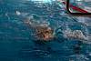 07032020ourense2020_dia08_badbinton_natacion_triatlon553.jpg