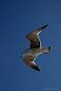 12032020ourense2020_dia13_visita_islas_reserva_natural226.jpg