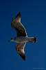 12032020ourense2020_dia13_visita_islas_reserva_natural228.jpg