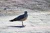 12032020ourense2020_dia13_visita_islas_reserva_natural646.jpg