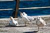 12032020ourense2020_dia13_visita_islas_reserva_natural649.jpg