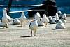12032020ourense2020_dia13_visita_islas_reserva_natural653.jpg